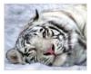 Схема вышивки «Белый тигра»