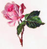 Схема вышивки «Розовя розы»