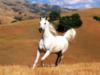 Схема вышивки «Белая лошадь»