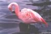 Схема вышивки «Розовый фламинго))»