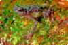 Борнейская радужная жаба: оригинал