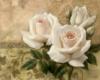 Схема вышивки «Белые розы»