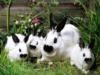Схема вышивки «Серия:Кролики»