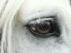 Схема вышивки «Глаз лошади»