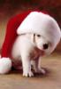 Схема вышивки «Собачий Дед Мороз»