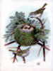 Схема вышивки «Birds nest»