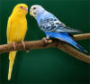 Схема вышивки «Красивые попугайчики))»