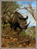 Схема вышивки «Rhino»