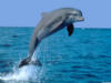 Прыжок дельфина)): оригинал