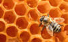 Схема вышивки «Пчела труженица»