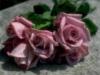 Схема вышивки «Розы "нежность"»