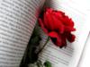 Схема вышивки «Роза в книге»