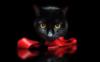 Схема вышивки «Черный кот с красным бантом»