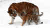 Схема вышивки «Тигрица с тигренком в снегу»