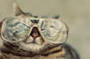 Схема вышивки «Кот в роговых очках»