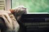 Схема вышивки «Кошка спит на книгах»
