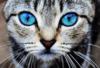 Схема вышивки «Кошка с голубыми глазами»