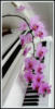 Схема вышивки «Розовая орхидея на белом рояле»