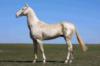 Ахалтекинская лошадь: оригинал