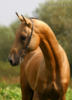 Ахалтекинская лошадь 3: оригинал