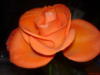Схема вышивки «Оранжевая роза на темном фоне»