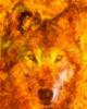 Схема вышивки «Огненный волк»