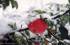 Схема вышивки «Яблоня под снегом»