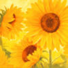 Схема вышивки «Sunflowers»