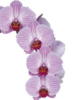 Схема вышивки «Орхидея 4 »
