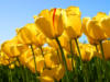 Схема вышивки «Желтые тюльпаны!»