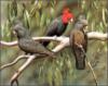 Схема вышивки «Птицы Австралии»