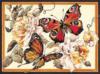 Схема вышивки «2 бабочки»