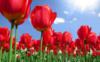 Схема вышивки «Поле красных тюльпанов»