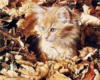Схема вышивки «Котенок в листве»
