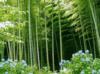 Схема вышивки «Бамбуковый лес»