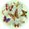 Схема вышивки «Подушка"Бабочки"»