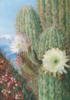 Схема вышивки «A Chilian Cactus »