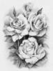 Схема вышивки «Розы-розочки»