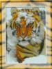 Схема вышивки «Тигр В СНЕГУ»
