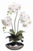 Схема вышивки «Белый свет орхидеи»