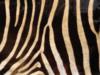 Схема вышивки «Шкура зебры»