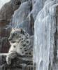 Схема вышивки «Снежный леопард»