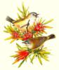 Схема вышивки «Птички на цветущей ветке»