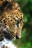 Схема вышивки «В мире животных Леопард»