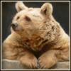Схема вышивки «Медведь»