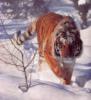 Схема вышивки «Снежный тигр»