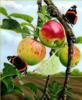 Схема вышивки «Бабочки на яблоках»