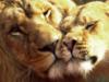 Схема вышивки «Лев и львица»