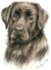 Схема вышивки «портрет собаки»