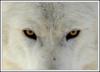 Схема вышивки «Взгляд волка»